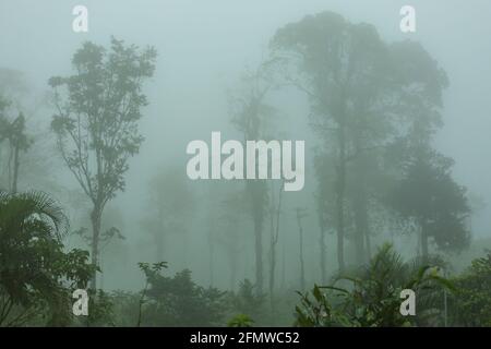 silhouette of tropical forest covered in morning fog Stock Photo