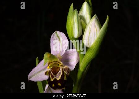 Pink flowers of Ophrys apifera, the bee orchid, flowering in spring on Majorca, black background Stock Photo
