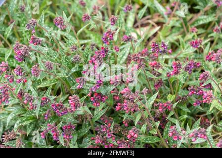 Pulmonaria Opal ('Ocupol') Stock Photo