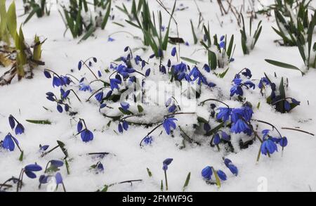 Beautiful first spring flowers of sky blue scilla siberica, bluebells, siberian squill covered with snow in the garden or lawn. Stock Photo