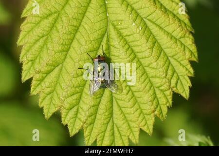 Female green bottle fly (Lucilia) of the family blow flies, Calliphoridae on a leaf. In a Dutch garden. Spring, May, Holland Stock Photo