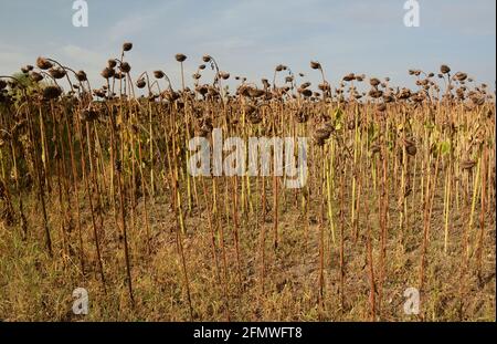 Agricultural sunflower seed growing and production. Low yield of sunflower seeds due to small sunflower heads and kernels. Stock Photo