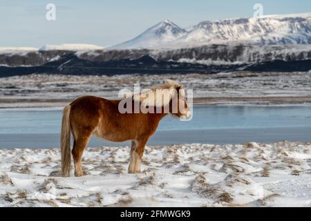 Icelandic horses. The Icelandic horse is a breed of horse created in Iceland Stock Photo
