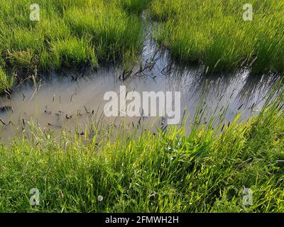 Boggy meadow with a watter filled ditch Stock Photo