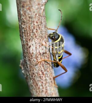 Wasp Beetle Stock Photo
