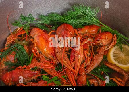 Cooking of crayfish with herb at a kitchen. Crayfish are boiled in water in a saucepan with lemon and herbs Stock Photo