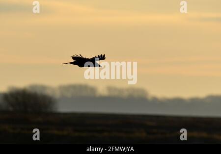 Carrion Crow - Corvus corone Stock Photo