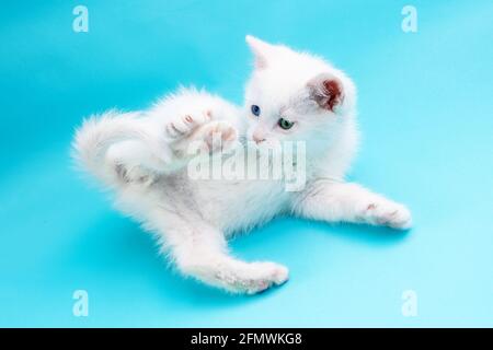 Small white kitten with blue and green eyes playing with paw and tail on blue background. Stock Photo