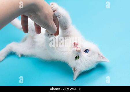 Small white kitten with heterochromic eyes playing with human hand on blue background. Stock Photo