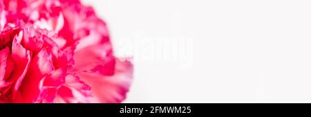 Floral background in bright colors. A carnation flower in soft focus. Stock Photo