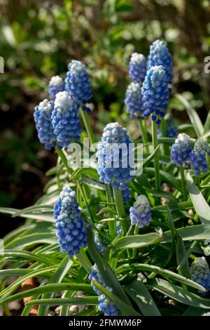Grape Hyacinth,Muscari Ocean Magic,Blue Muscari Stock Photo