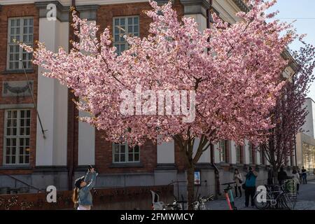 Turku, Finland - 12-05-2021: People photographing cherry blossoms in front of the main library on sunny spring day. Stock Photo