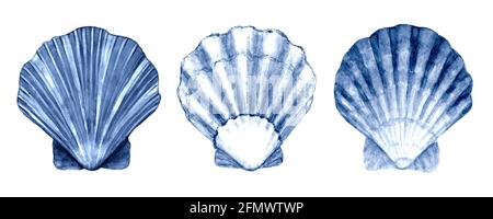 Seashell set watercolor illustration. Watercolour hand drawn sea shells isolated on white background. Marine blue navy underwater elements design. Pri Stock Photo