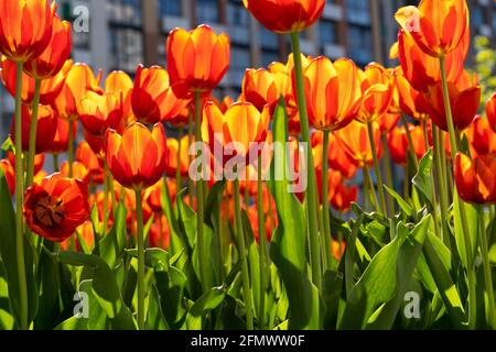 Red tulips background. Beautiful tulip. Flower bud in spring in the sunlight. Flowerbed with flowers. Tulip close-up. Red flower. Stock Photo