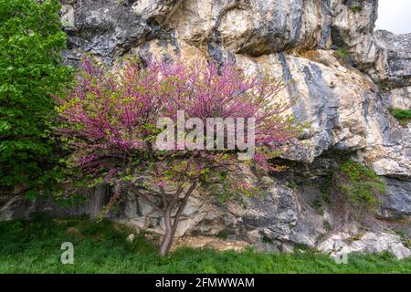 A Judas tree, Cercis siliquastrum, flourished at the foot of a rock wall. Abruzzo, Italy, europe Stock Photo