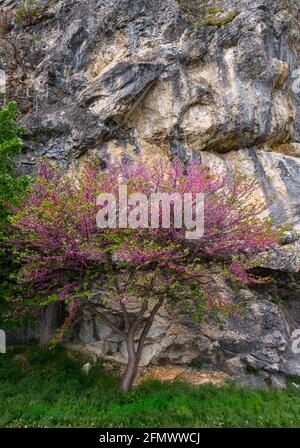 A Judas tree, Cercis siliquastrum, flourished at the foot of a rock wall. Abruzzo, Italy, europe Stock Photo