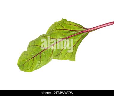 Beet leaf on white background, isolate, close-up. Organic vegetable, natural Stock Photo