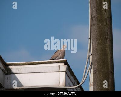 Turtledove sits on a white gutter next to a utility pole and power lines Stock Photo