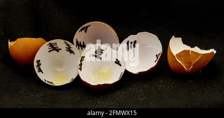 Cracked chicken egg shells with days ticked off on the sides isolated on a black background - concept time Stock Photo