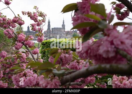 Dresden, Germany. 12th May, 2021. An ornamental cherry blossoms against the backdrop of the baroque old town with the Catholic Court Church (l) and the Hausmann Tower. Credit: Sebastian Kahnert/dpa-Zentralbild/dpa/Alamy Live News Stock Photo