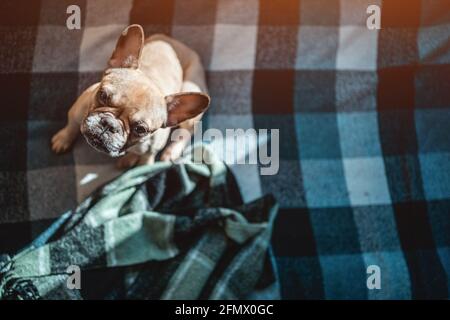top view of french bulldog dog sitting on sofa with plaid at home and looking up Stock Photo