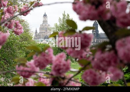 Dresden, Germany. 12th May, 2021. An ornamental cherry blossoms in front of the Frauenkirche. Credit: Sebastian Kahnert/dpa-Zentralbild/dpa/Alamy Live News Stock Photo