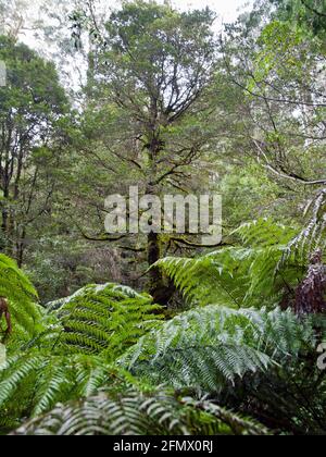Myrtle Beech (Nothofagus cunninghamii)  and tree ferns (Dicksonia antarctica), Toolangi State Forest, Victoria, Australia. Stock Photo