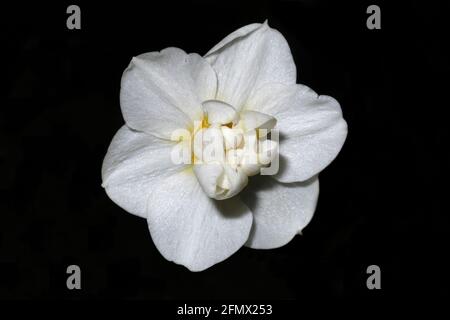 White daffodil Stock Photo