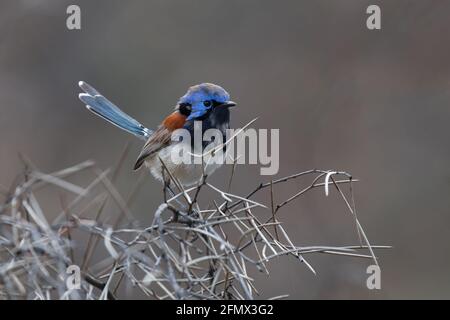 Blue-breasted Fairywren (Malurus pulcherrimus), Perth Hills, Western Australia Stock Photo