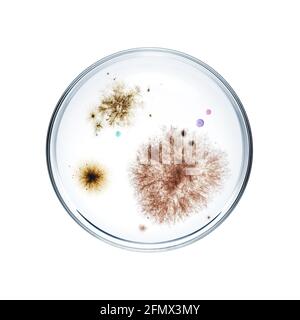 Different types of bacterial colonies in petri dish over white background Stock Photo