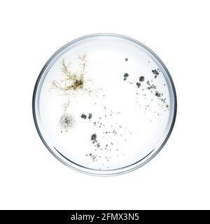 Bacteria in a Petri dish isolated on white background Stock Photo