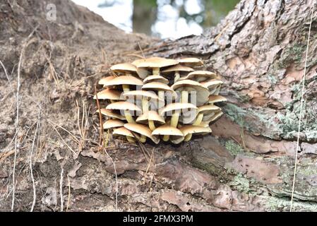 Armillaria mellea in a forest undergrowth Stock Photo