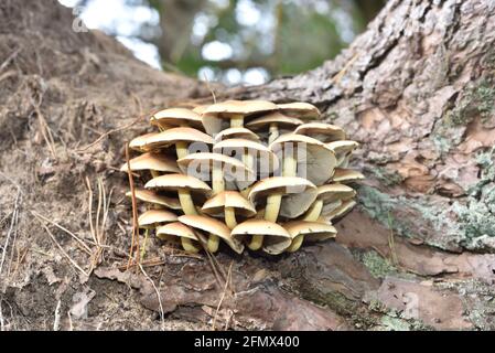 Armillaria mellea in a forest undergrowth Stock Photo