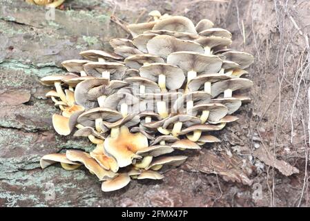 Armillaria mellea in a forest undergrowth Stock Photo