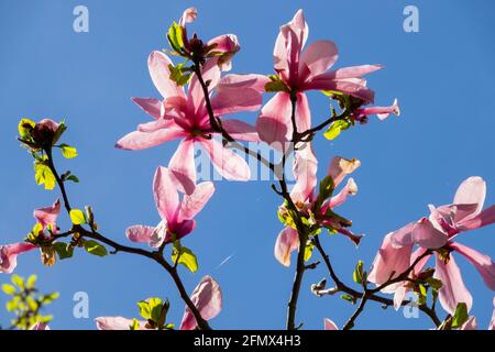 Magnolia Big Dude Pink magnolia tree blossom against blue sky looking up to sky plants Stock Photo