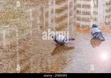 Two wild pigeons bathe in a puddle on a sunny day. High Angle View Of Pigeons Perching On Puddle Stock Photo