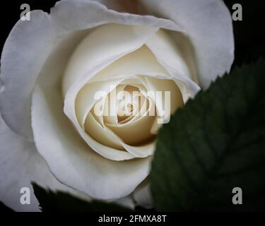 Close-up of a white rose in full bloom hiding behind leaf on dark background. Macro photography with selective focus on flower in moody tones Stock Photo