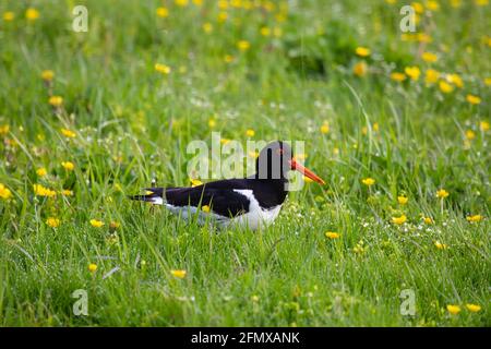 A single Oystercatcher bird Haematopus ostralegus looking conspicuous in a buttercup meadow in Iceland Stock Photo