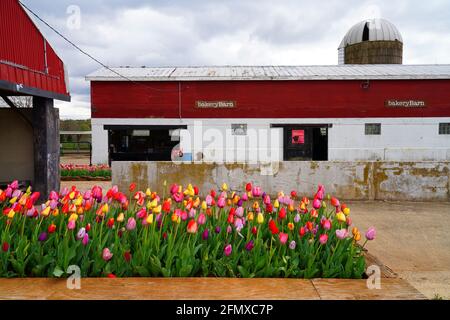 UPPER FREEHOLD, NJ -16 APR 2021- View of the Holland Ridge Farm, the largest pick your own tulip farm in Cream Ridge, Freehold, New Jersey, United Sta Stock Photo
