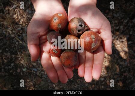 oak gall seeds in hand Stock Photo