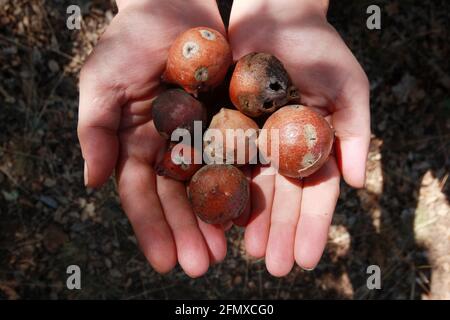 oak gall seeds in hand Stock Photo