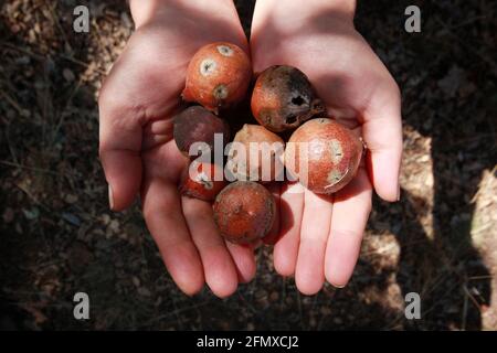 oak gall seeds in hand Stock Photo