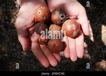 oak gall seeds in hand Stock Photo
