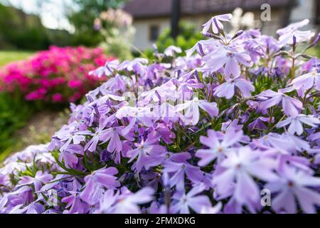 Purple creeping phlox. Blooming phlox  in spring garden, close up. Rockery with small pretty violet phlox flowers, nature background. Stock Photo