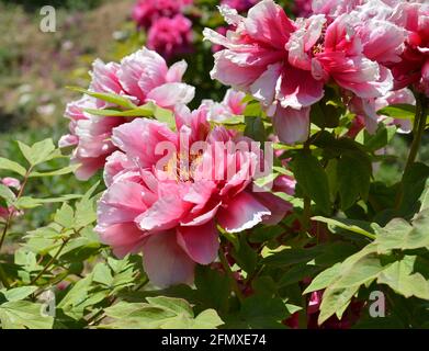 groups of red peony flowers blossom in sunny spring day in garden Stock Photo