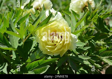 yellow peony flower blossoms in the green leaves in sunny spring day Stock Photo
