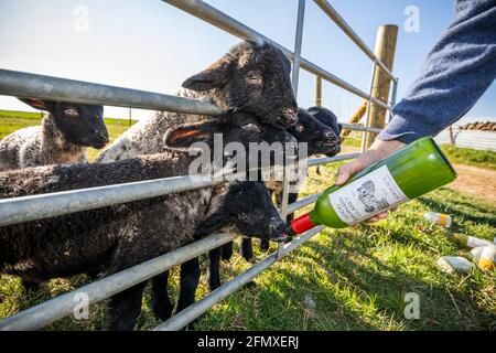 Suffolk Mule cross lambs being bottle fed with milk through farm gate, Cotswolds, Gloucestershire, England, United Kingdom, Europe Stock Photo