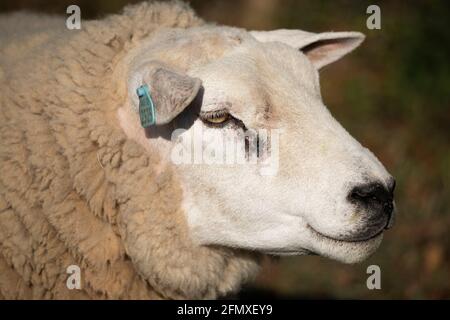 Portrait of a texel ram Stock Photo