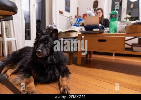 Dog lying on floor with Injured young woman sitting on couch looking a movie on laptop in background.