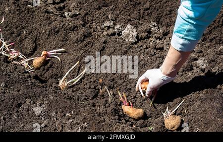 working on a potato field with a old tractor Stock Photo